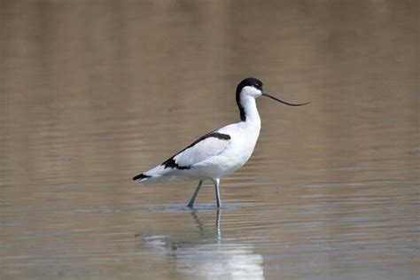 Avocet Images – Browse 7,847 Stock Photos, Vectors, and Video | Adobe Stock