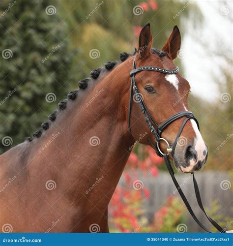 Nice Big Horse with Perfect Hair Style Stock Photo - Image of style ...