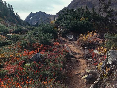 "Hiking Trail Through Alpine Meadow In Autumn" by Stocksy Contributor ...