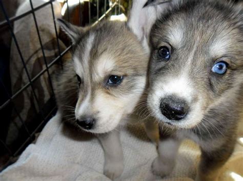 Husky Wolf Mix Puppies