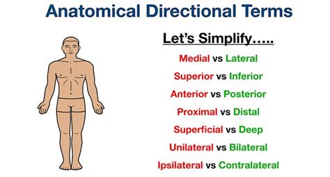 Anatomical Position and Directional Terms: Definitions, Example Labeled ...