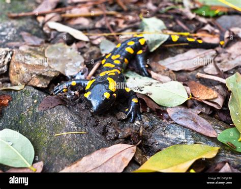 salamander, fire salamander, salamanders, fire salamanders Stock Photo ...