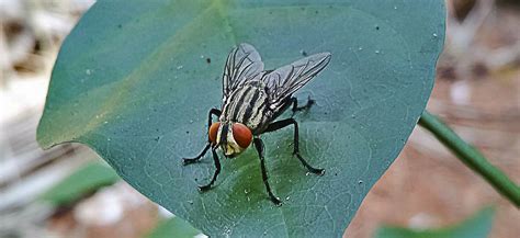 House fly larvae as fish feed in the EU | ScienceUnderstandable