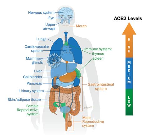 Overview of the expression level of ACE2 receptors | Download ...