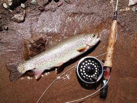 Trout Fishing: How-To Techniques and Tips to Catch More Fish - Best ...