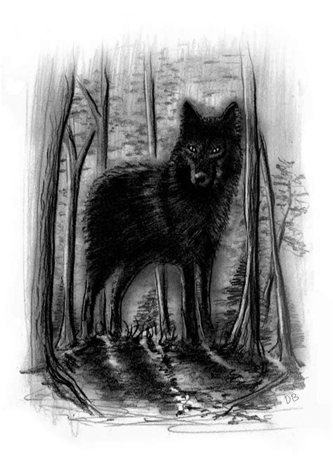 Black Wolf Drawing by Damian Buczniewicz - Fine Art America