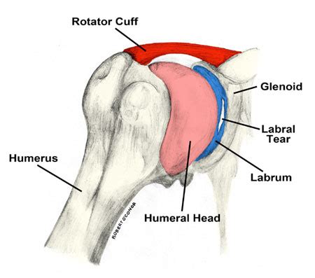 How to Tell if You Have a Labrum Tear | Cawley Physical Therapy