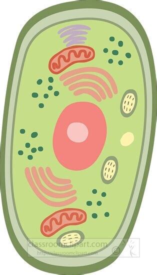 Cells Clipart