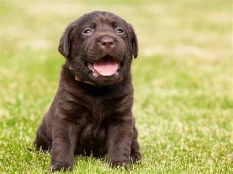 What Should You Expect from an 8 Week Old Puppy? - LabradorTrainingHQ