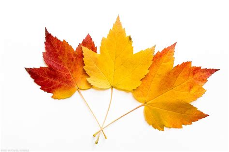 Maple Leaves in Full Fall Foliage Colors