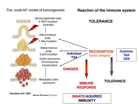 PPT - TUMOR IMMUNOLOGY PowerPoint Presentation, free download - ID:6068643