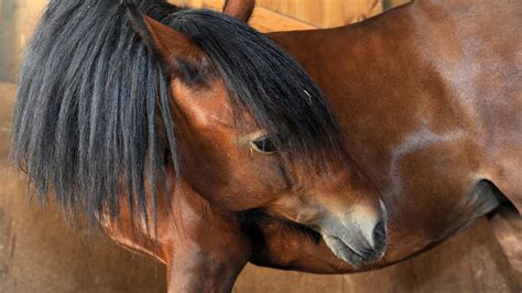 Colic in horses: signs, types, treatment and prevention | Horse & Hound