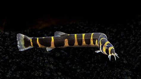 Kuhli Loach: Care, Lifespan, Diet, Breeding & More