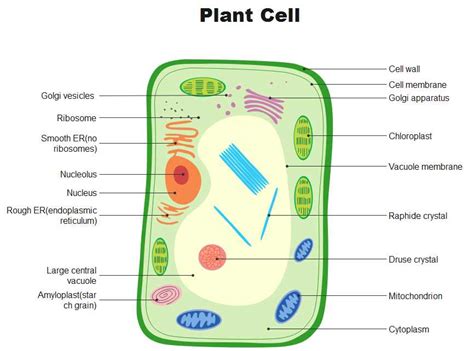 A Detailed Guide to the Structure of a Plant Cell: Labeled Diagram