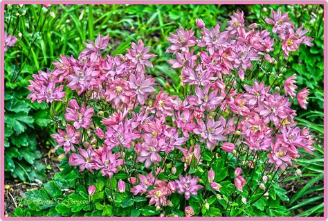 Pastel Pink Flowers Photograph by Sonali Gangane - Fine Art America