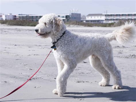 Goldendoodle, a Golden Retriever Poodle Mix - SpockTheDog.com