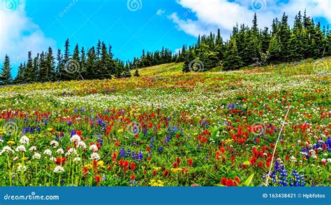 Alpine Meadows Filled with an Abundance of Wildflowers in Sun Peaks in ...