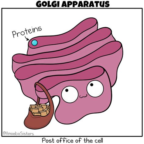 Golgi Apparatus: The Traffic Police of Cell : Plantlet