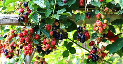 How To Prepare Your Berry Plants For Fall And Winter - The Garden Magazine