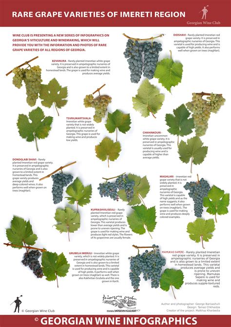 Grape Varieties | Marani