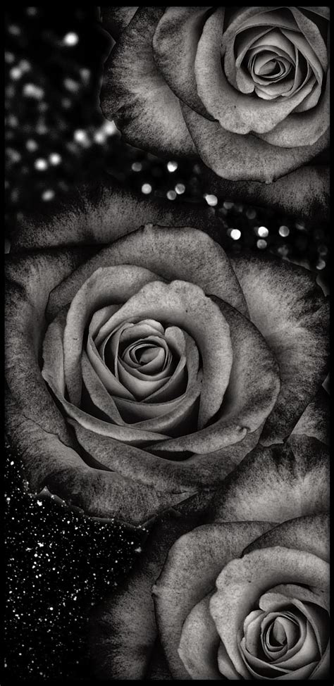 BlackWhiteRoses, black, flower, flowers, glitter, gris, greyscale ...