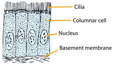 Epithelial Tissue Diagram Labeled