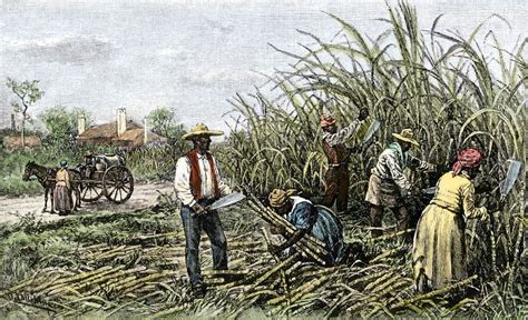 Cotton Plantations Slavery