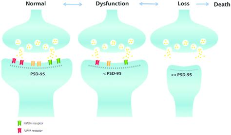 Schematic diagram of the general structure of the excitatory synapses ...