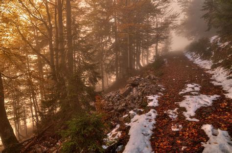 Foggy Autumn Forest by Burtn on DeviantArt