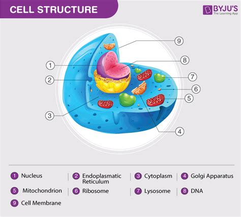 Functions Of Plant Cell Parts