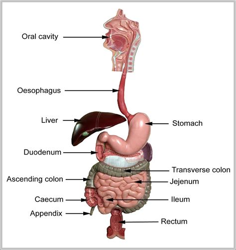 anatomy of the gi tract - Graph Diagram