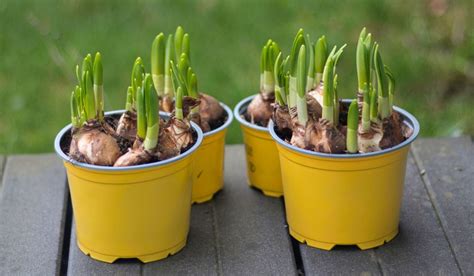 Beginners Guide To Planting Narcissus Bulbs