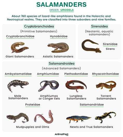 Salamander - Types, Size, Habitat, Life Cycle, Diet, and Pictures