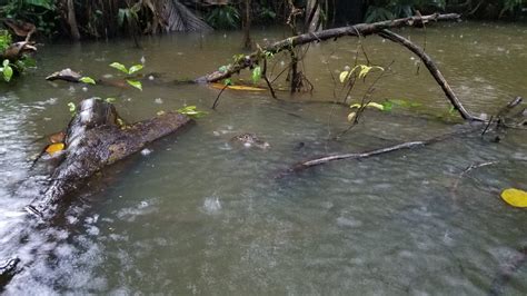 Free picture: alligator, natural habitat, swamp, lake, water, wetland ...