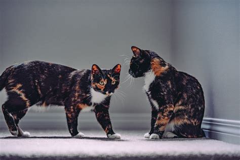 Cat Names for Calico Cats | Popular Male and Female Cat Names | Popular ...