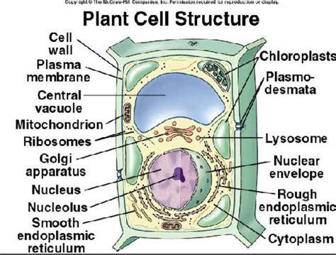 Plant Cell Diagram Labeled Simple