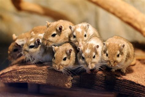 Rodents: Types, Behavior & Prevention | Garfield Pest Control