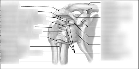 Shoulder Ligaments Diagram | Quizlet