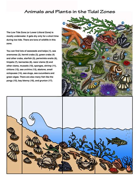 The Intertidal Zones - Tide Pool Habitat