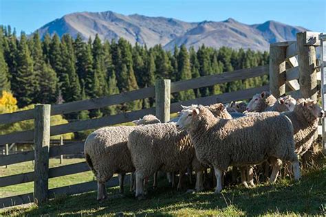 Innovative New Zealand companies develop profitable future for NZ wool ...