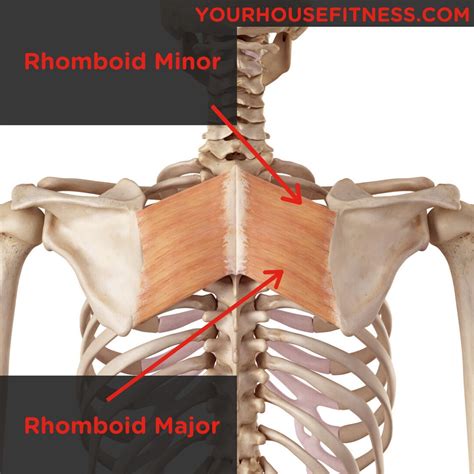 Muscle Breakdown: Rhomboid Major and Minor