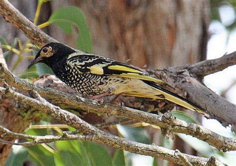 Regent Honeyeater - The Australian Museum