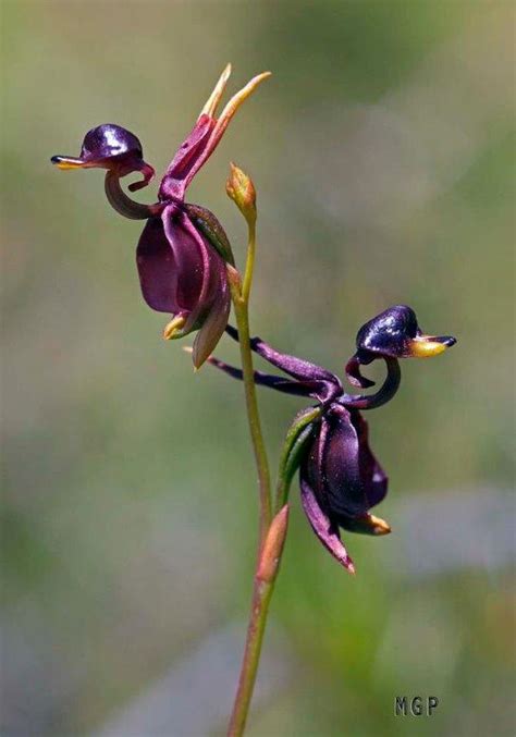 Monkey Faced Orchids - Good Earth Plants