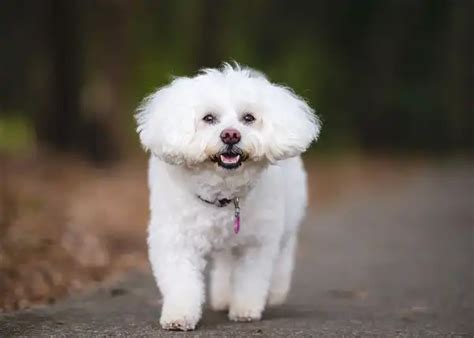 Bichon Frise - Facts, Size, Diet, Pictures - All Animal Facts