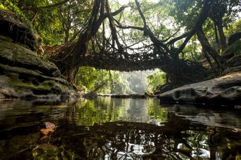 Living Root Bridges, Meghalaya: A Marvel Of Nature