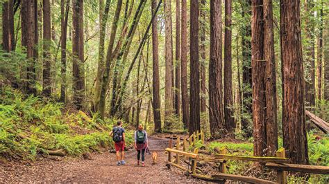 Reinhardt Redwood Picnic Areas - Oakland | ឧទ្យានឈូងសមុទ្រខាងកើត