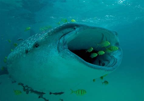 Whale shark | Size, Diet, & Facts | Britannica