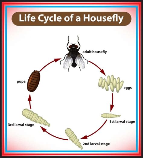 Why Are There Flies in My House? - Green Giant Home & Commercial