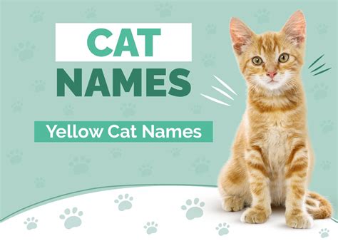 200+ Yellow Cat Names: Our Top Picks for Your Bright & Bold Feline | Hepper