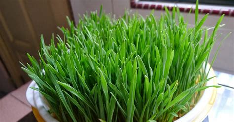 50+ Small Indoor Grass Plants